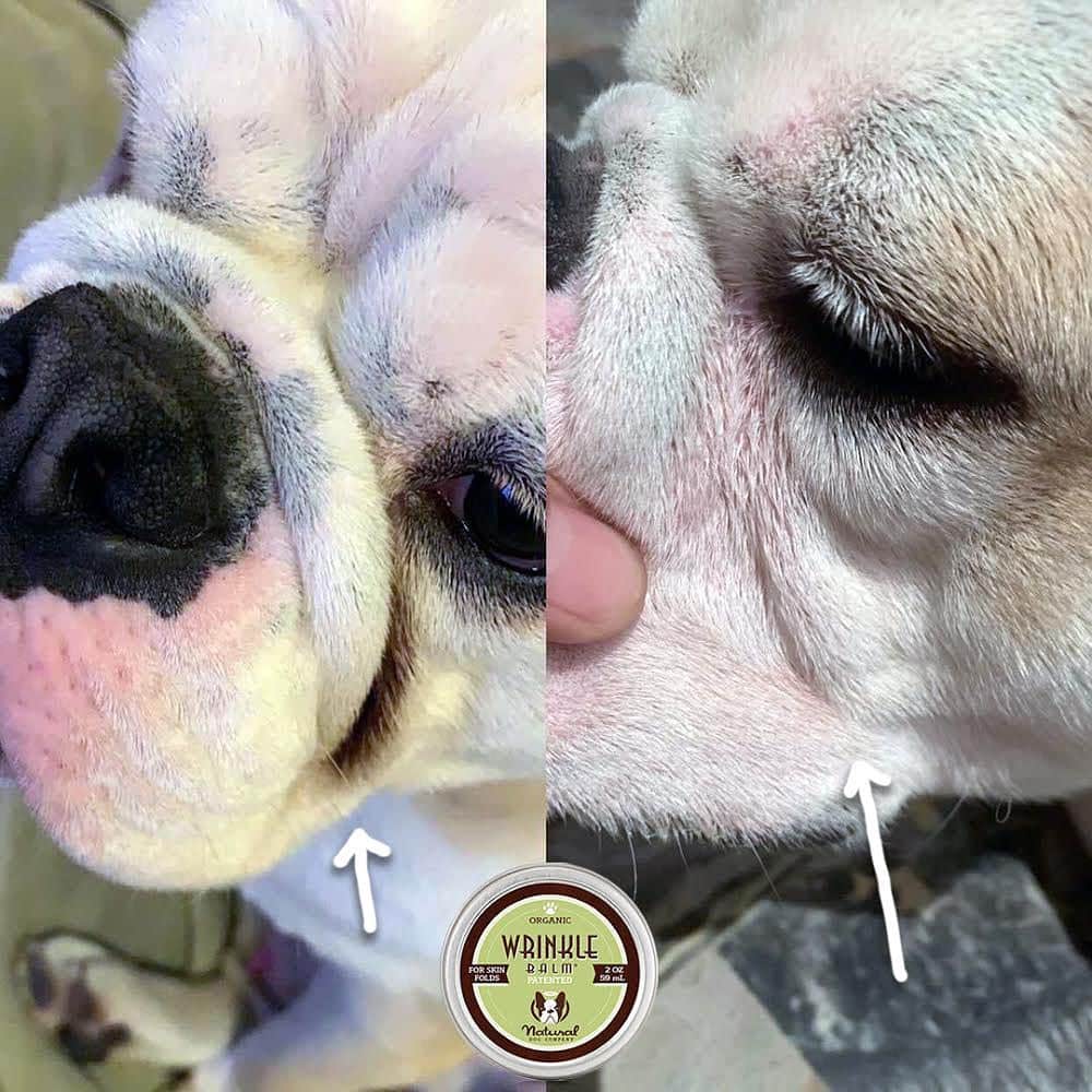 Regeneratti&Oliveira Kennelさんのインスタグラム写真 - (Regeneratti&Oliveira KennelInstagram)「We love our wrinkled pups…but sometimes those wrinkles can get pretty funky. Deep skin folds trap moisture and bacteria…causing irritation, infection, stains, and stinky odor. All-natural #WrinkleBalm is a patented balm that is specifically designed to treat and prevent skin fold issues – keeping our pups fresh and happy. • • • ⭐ SAVE 20% off @naturaldogcompany with code JMARCOZ at NaturalDog.com  worldwide shipping  ad 📷: @matteo_mossa . . . . . . #frenchiepetsupply #frenchiesofinsta #pugsofinsta #frenchbulldog #frenchiesofinstagram #pug #frenchies #reversibleharness #frenchiehoodie #thedodo #frenchieharness #dogclothes #dogharness #frenchiegram #dogsbeingbasic #frenchieoftheday #instafrenchie #bulldogs #dogstagram #frenchievideo #cutepetclub #bestwoof #frenchies1 #ruffpost #bostonterrier #bostonsofig #animalonearth #dog」2月6日 2時32分 - jmarcoz