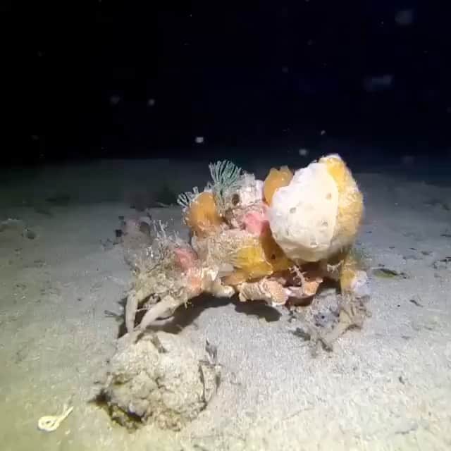 Araksのインスタグラム：「A decorator crab demonstrates how to wear color  #ColorByNature rg @projectzero」