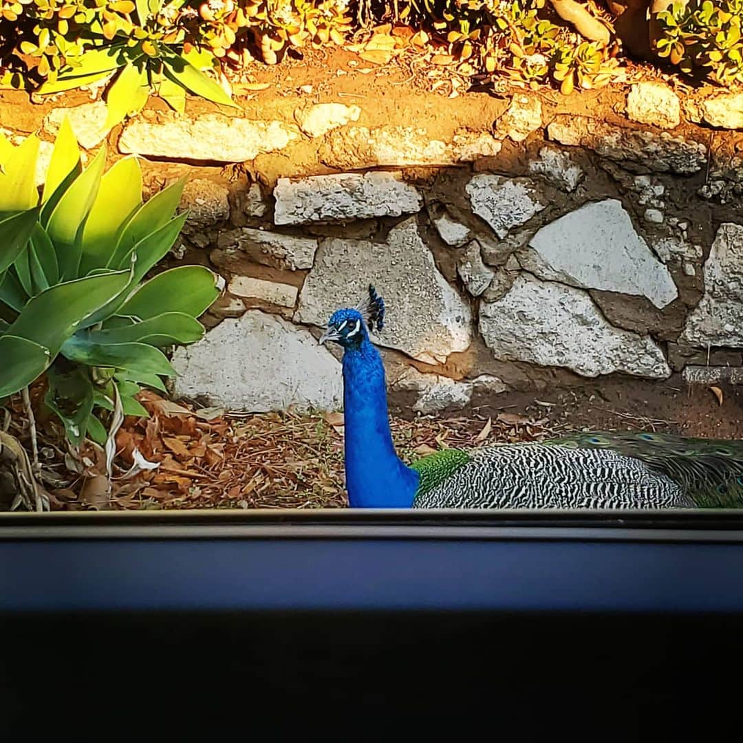 ガソリングラマーさんのインスタグラム写真 - (ガソリングラマーInstagram)「Good morning Peacock 🦚✨ #peacock #peacocksrule #peacockempire #ilovepeacocks #peacocktime #peacockmagic #shadowhills #THANKYOU #wildpeacocks #peacockdaddy #peacockmagic #peacocks #peafowl」2月6日 2時54分 - gasolineglamour