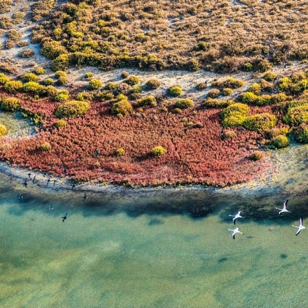 ラボッテガーディアンのインスタグラム：「🦩 WEEK-END 🦆   #wilderness #camargue #labottegardiane #naturelovers 📷 @thierryvezon」