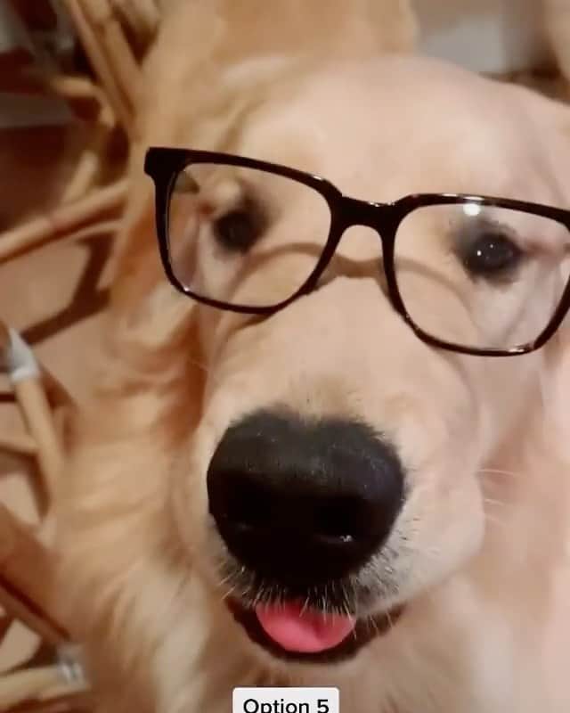 Warby Parkerのインスタグラム：「Introducing our newest #warbyhometryon styling experts: @adventuresofboandabe 👏😂 (More of our favorite tags in our Frame Crush Friday Story!)」