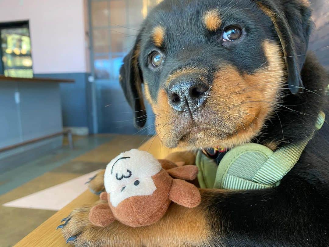 ジェイド・ペティージョンのインスタグラム：「Odin, the newest member of the family and king of my heart🥺」
