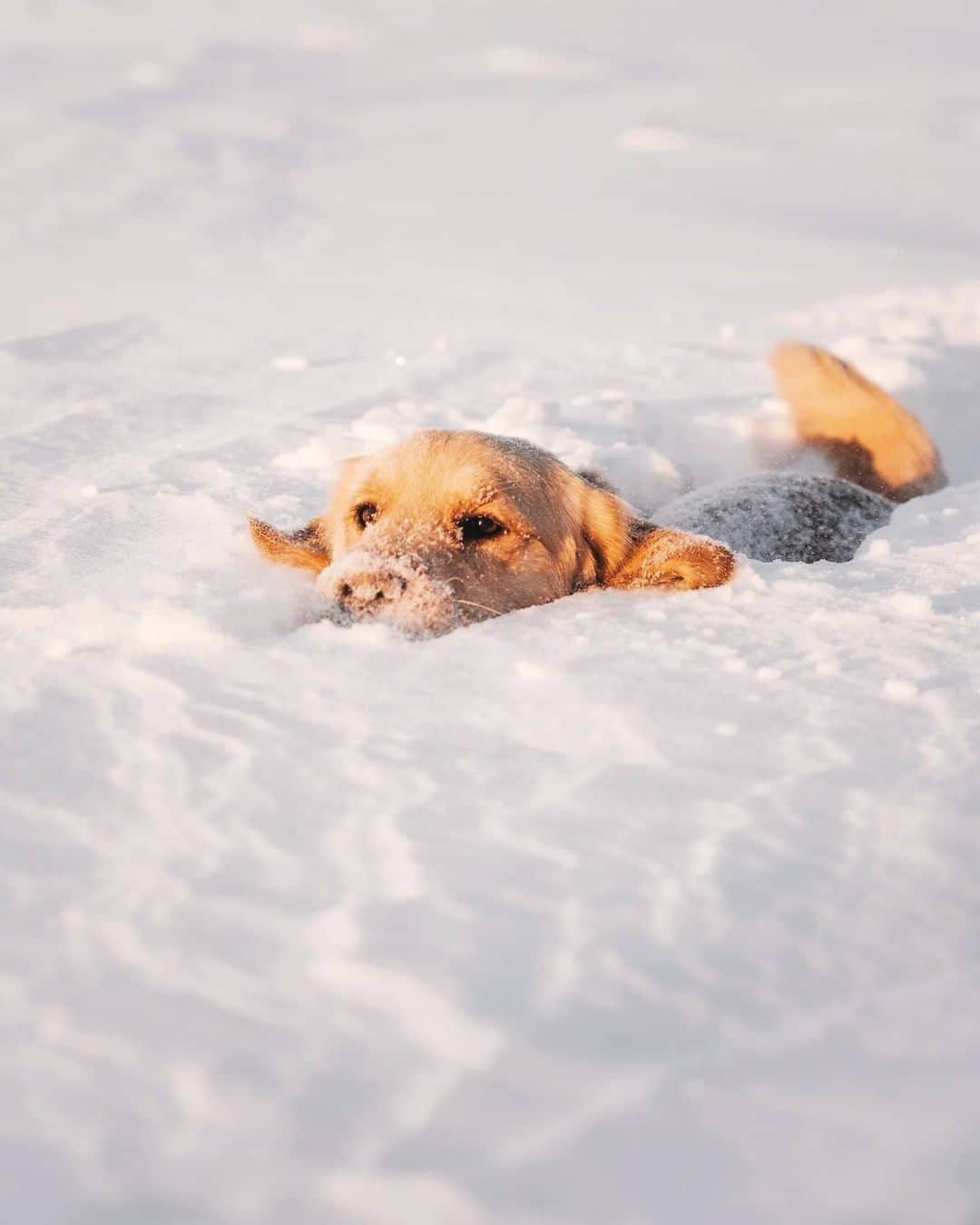 8crapさんのインスタグラム写真 - (8crapInstagram)「“Actual footage of me going to work this morning ❄️🦈” - Want to get featured like her? Join “The Barked Club” on FACEBOOK and post something now! 👉 barked.com - 📷 @lizzie.bear - #TheBarkedClub #barked #dog #doggo #puppy #pupper #GoldenRetriever #GoldenRetrieverPuppy」2月5日 19時00分 - barked
