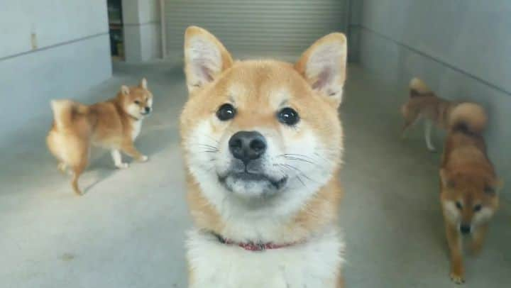 柴犬たま Shibainu Tamaのインスタグラム