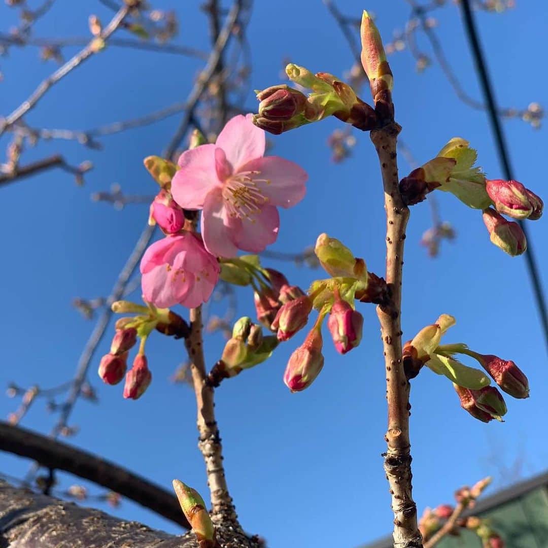 Warehouse TERRADA 寺田倉庫のインスタグラム：「天王洲で春を感じる瞬間  天王洲のキャナルイーストエリアで最初に春の訪れを感じるのは、この桜の花を目にした時かもしれません。 晴れた昼下がりのボードウォークは、キラキラ輝く運河の水面と鮮やかな河津桜の色で明るさを増していました。」