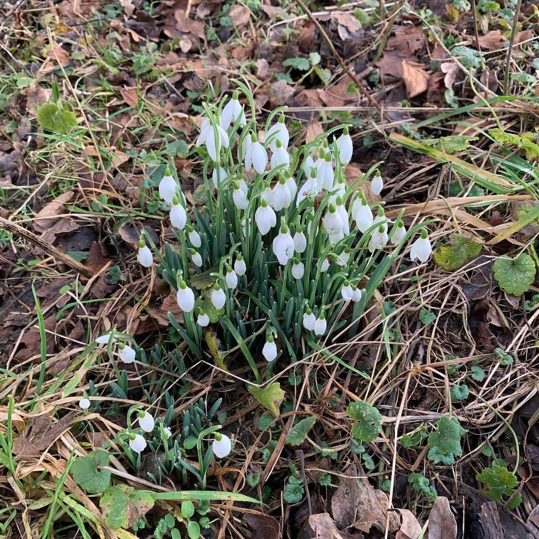 ピート・タウンゼントのインスタグラム：「First snowdrops. Feels like a sign of better things to come.」