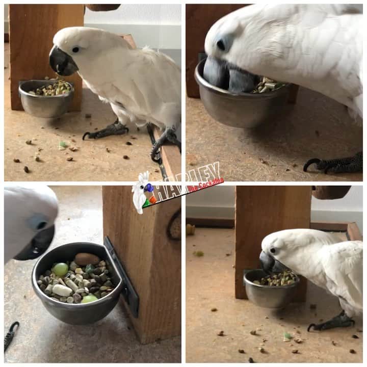 ? Enjoy Harley's Lifeのインスタグラム：「Breakfast 😃first i eat out the pine nuts ofcourse 😂#breakfast #food#healthy#pellets#seeds#nuts#fruit#parrotfood#instagood #instagram#ɪɴsᴛᴀɢᴏᴏᴅ #instadaily #instafood #instahealth #exoticbird」