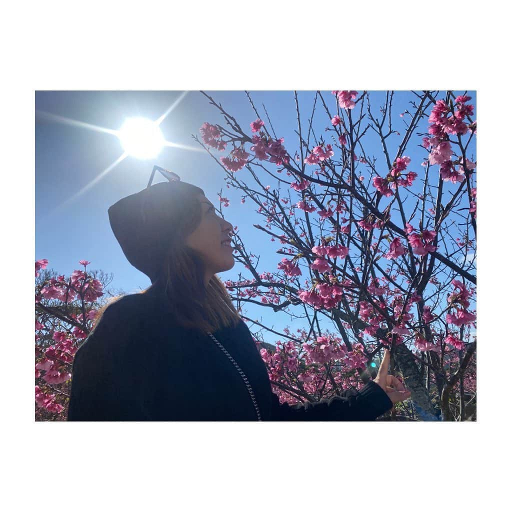 宮里美香さんのインスタグラム写真 - (宮里美香Instagram)「*** 桜🌸 満開でとっても綺麗でした！！ 沖縄の桜は本土に比べて、咲くのが早いんです！一足先に春の気分🥰 高校生以来に、沖縄の桜を見れたので嬉しかったなぁ〜🥳 . . #okinawa #cherryblossom #beautiful #dayoff  #沖縄 #今帰仁 #今帰仁城跡 #桜 #満開  #めっちゃくちゃ #綺麗でした  #カンヒザクラ #寒緋桜  #リフレッシュタイム」2月5日 19時24分 - mikamiyazato_official