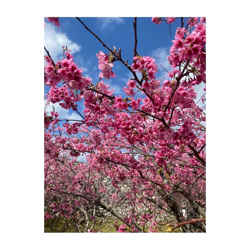 宮里美香さんのインスタグラム写真 - (宮里美香Instagram)「*** 桜🌸 満開でとっても綺麗でした！！ 沖縄の桜は本土に比べて、咲くのが早いんです！一足先に春の気分🥰 高校生以来に、沖縄の桜を見れたので嬉しかったなぁ〜🥳 . . #okinawa #cherryblossom #beautiful #dayoff  #沖縄 #今帰仁 #今帰仁城跡 #桜 #満開  #めっちゃくちゃ #綺麗でした  #カンヒザクラ #寒緋桜  #リフレッシュタイム」2月5日 19時24分 - mikamiyazato_official