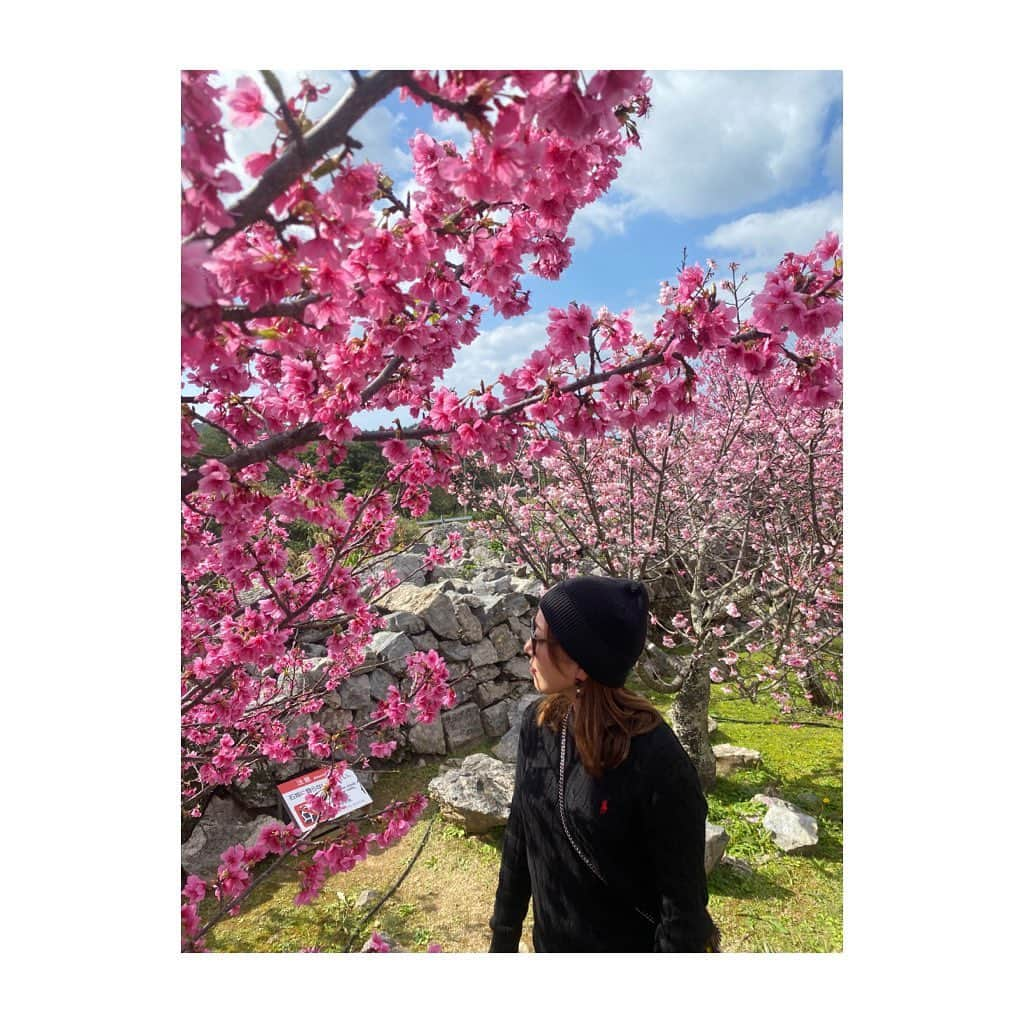 宮里美香さんのインスタグラム写真 - (宮里美香Instagram)「*** 桜🌸 満開でとっても綺麗でした！！ 沖縄の桜は本土に比べて、咲くのが早いんです！一足先に春の気分🥰 高校生以来に、沖縄の桜を見れたので嬉しかったなぁ〜🥳 . . #okinawa #cherryblossom #beautiful #dayoff  #沖縄 #今帰仁 #今帰仁城跡 #桜 #満開  #めっちゃくちゃ #綺麗でした  #カンヒザクラ #寒緋桜  #リフレッシュタイム」2月5日 19時24分 - mikamiyazato_official