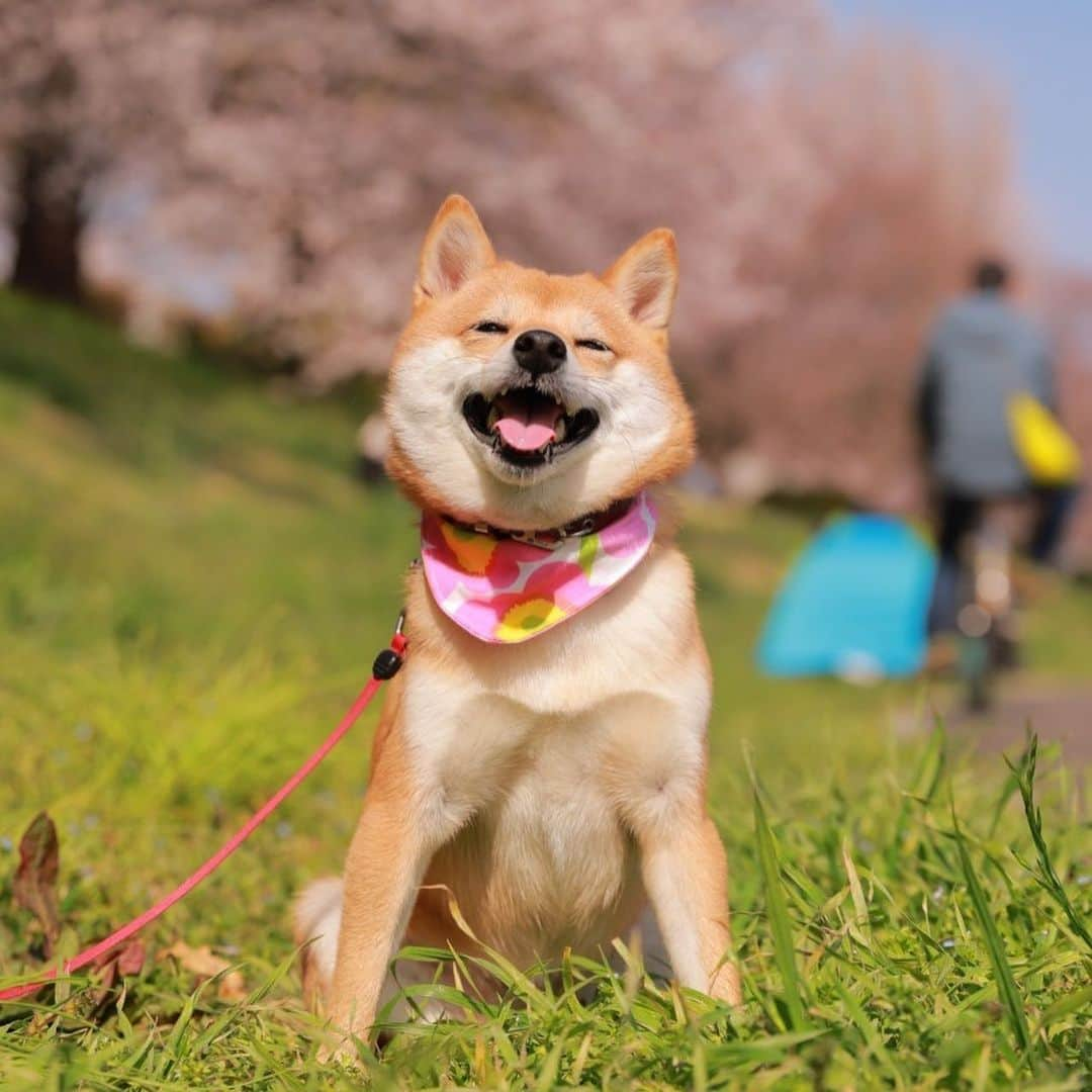 豆柴にこちゃんさんのインスタグラム写真 - (豆柴にこちゃんInstagram)「🐶 今日は2月５日、 『にこの日』なので かわいいかわいい、 にこちゃん画像を集めてみた。  #柴犬#豆柴#pecoいぬ部#犬#shibastagram#petstagram#犬#犬のいる暮らし#shibainu#dog#mameshiba#pecotv#いぬのきもち部#しばいぬ#しばけん#こいぬ#シバイヌ#狗#ペット#子犬#puppy#pet#시바견#강아지#개#instacute#barked#9gag#9gagpets」2月5日 19時24分 - nikochan.mame48