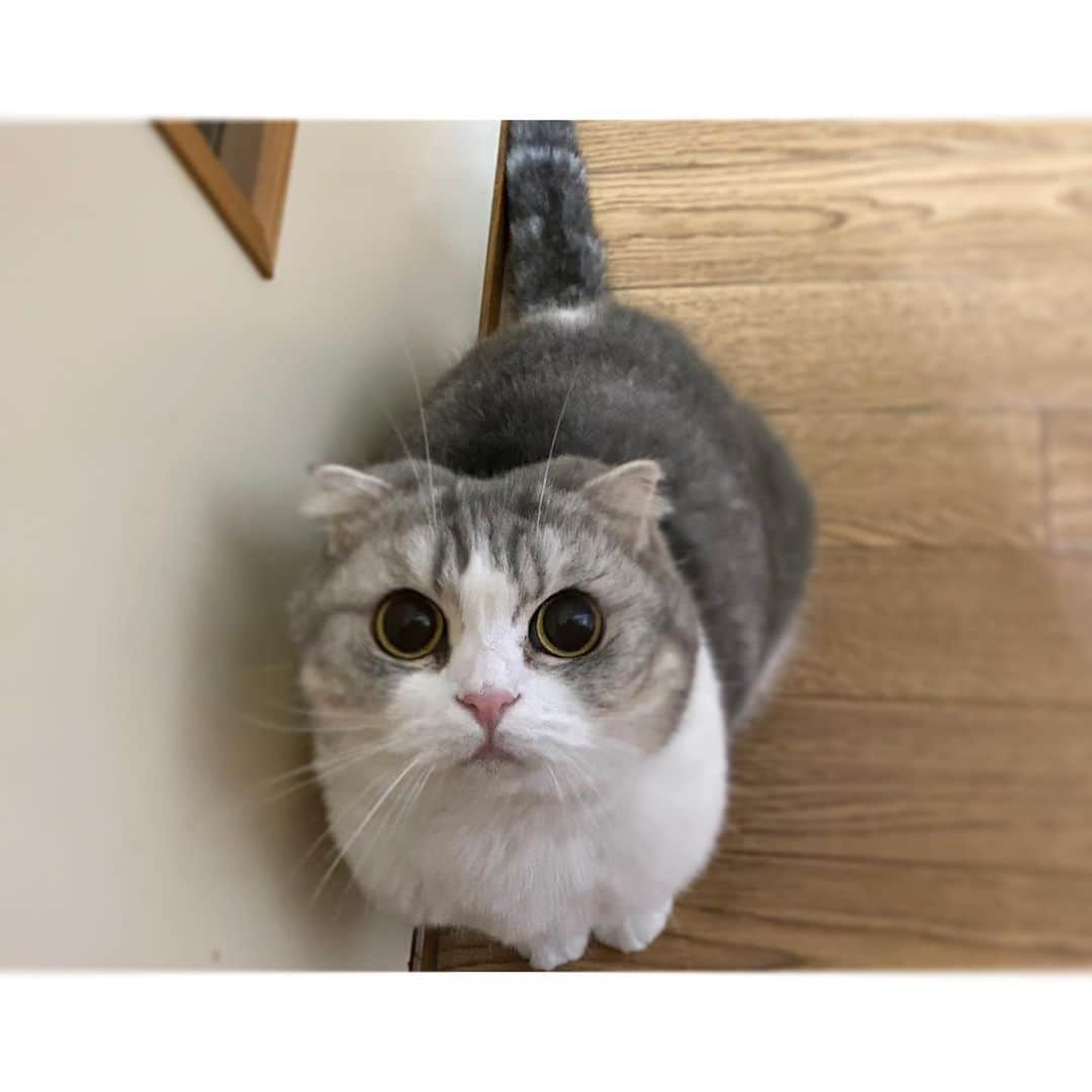 *eri*のインスタグラム：「┈ ☺︎﻿ ﻿ こんばんは｡･*･:♪﻿ ﻿ ﻿ 今からジャンプしますにゃん😸💨﻿ ﻿ ﻿ ﻿ 2021.2.5﻿ #猫 #ねこ #スコティッシュフォールド #ネコ #ねこ部 #にゃんこ #スコティッシュ#ニャンコ#ペット#スコ#猫部#cat #Scottishfold」