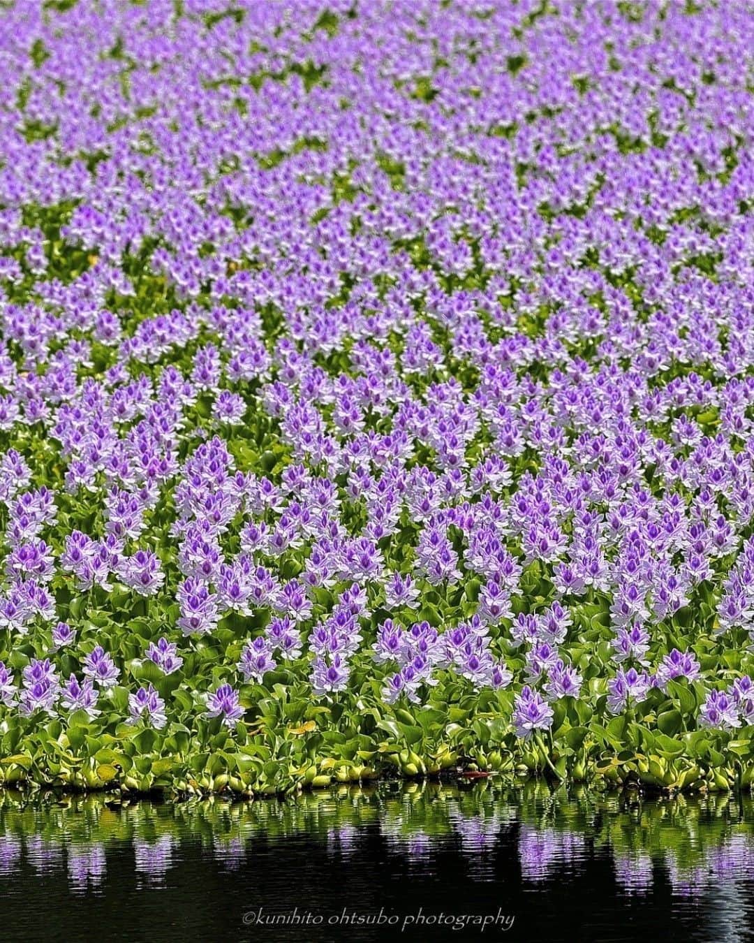 花の写真館のインスタグラム：「Photo by @kunihito_ohtsubo.⠀ https://instagram.com/kunihito_ohtsubo/⠀ .⠀ Original Post[投稿いただいたURL]⠀ https://www.instagram.com/p/CE1FWbyAN1P/⠀ .⠀ 本アカウントは、 #私の花の写真 をつけてInstagramに投稿された皆さまの花の写真や、「花の写真館」Facebookページで投稿された花の写真を紹介します。⠀ 「花の写真館」Facebookページは、「 @floral.photograph 」のプロフィールにあるURLからご覧ください。⠀ .⠀ ※各自、政府、自治体など公的機関の指示に従った行動をお願いします。⠀⠀ 東京カメラ部および分室では、写真を「見る楽しみ」を提供することを通して、微力ながら皆様にわずかな時間でも癒しをお届けしたいと思っております。⠀ ※本アカウントは東京カメラ部がFacebook、Instagramのサービスを利用して運営しているもので、Facebook社・Instagramとは一切関係ありません。⠀ .⠀ #花の写真館 #floralphotograph #floralphoto #flower #flowers⠀ Follow: @floral.photograph」