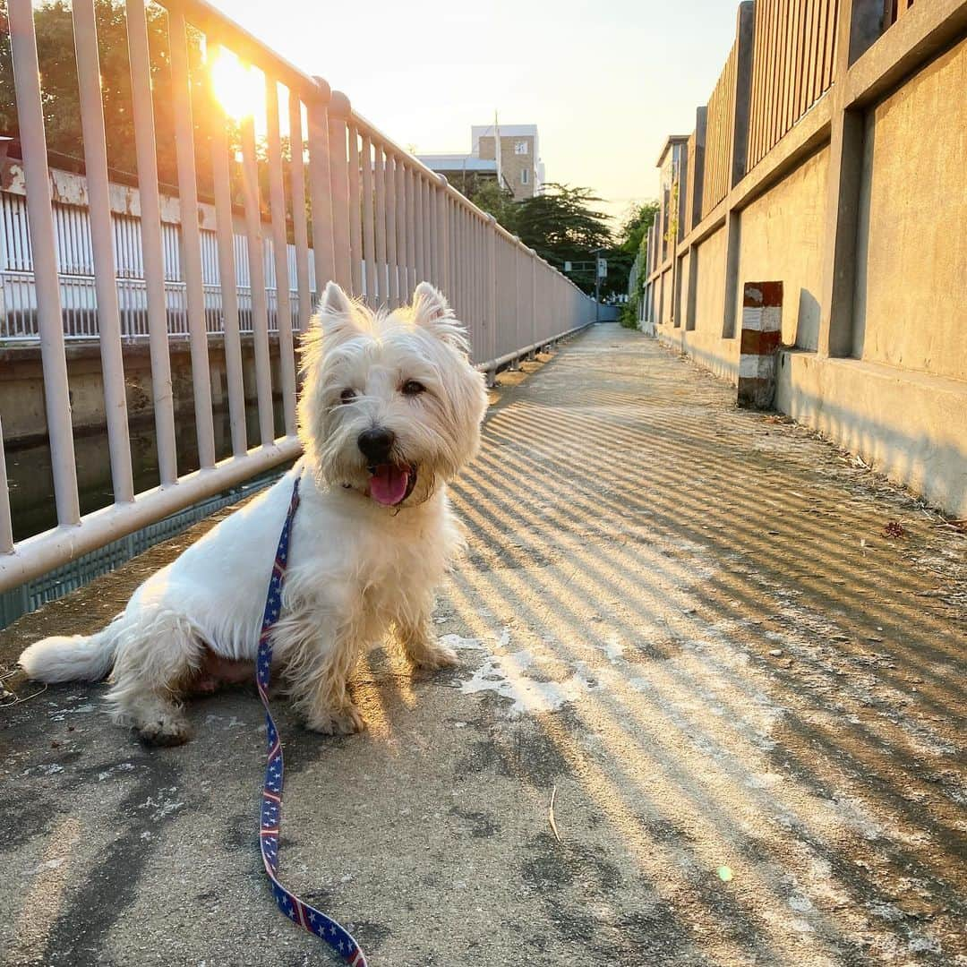 Hoykong&Plamuekのインスタグラム：「Afternoon walk. Happy Friday everyone😊 #plamuek_westies #westiemoments」