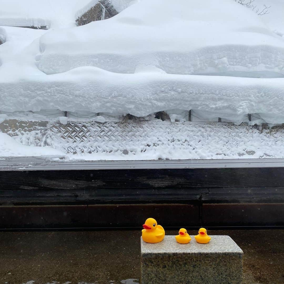 吉江瞳のインスタグラム：「足湯の場所にこんな可愛いお客様💕 前日はなかった気がするよ😂笑 #銀山温泉 #足湯 #アヒルの親子 #よし旅 #よしえの冬休み」