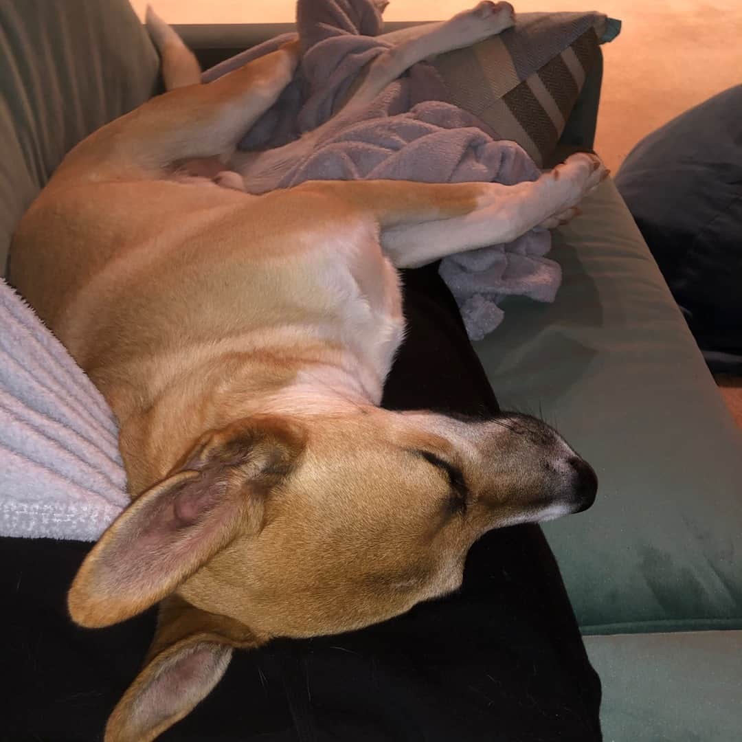 エミリー・スコットのインスタグラム：「Such a good boy 💝🐕」