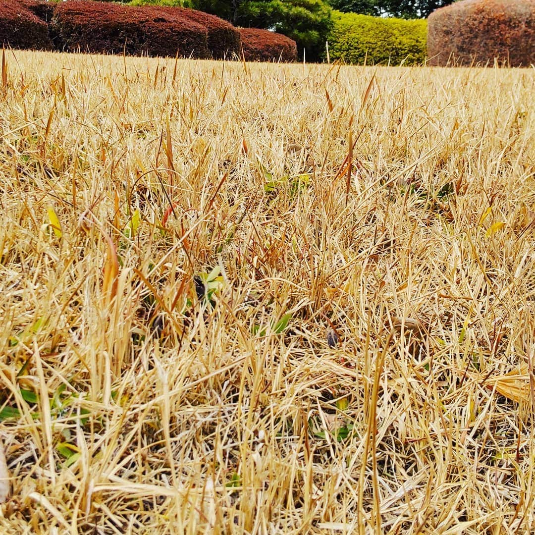 吉井怜のインスタグラム：「まだまだ冬ですね〜🥶 春が待ち遠しい❣️ けど花粉症だから春は辛い😂」