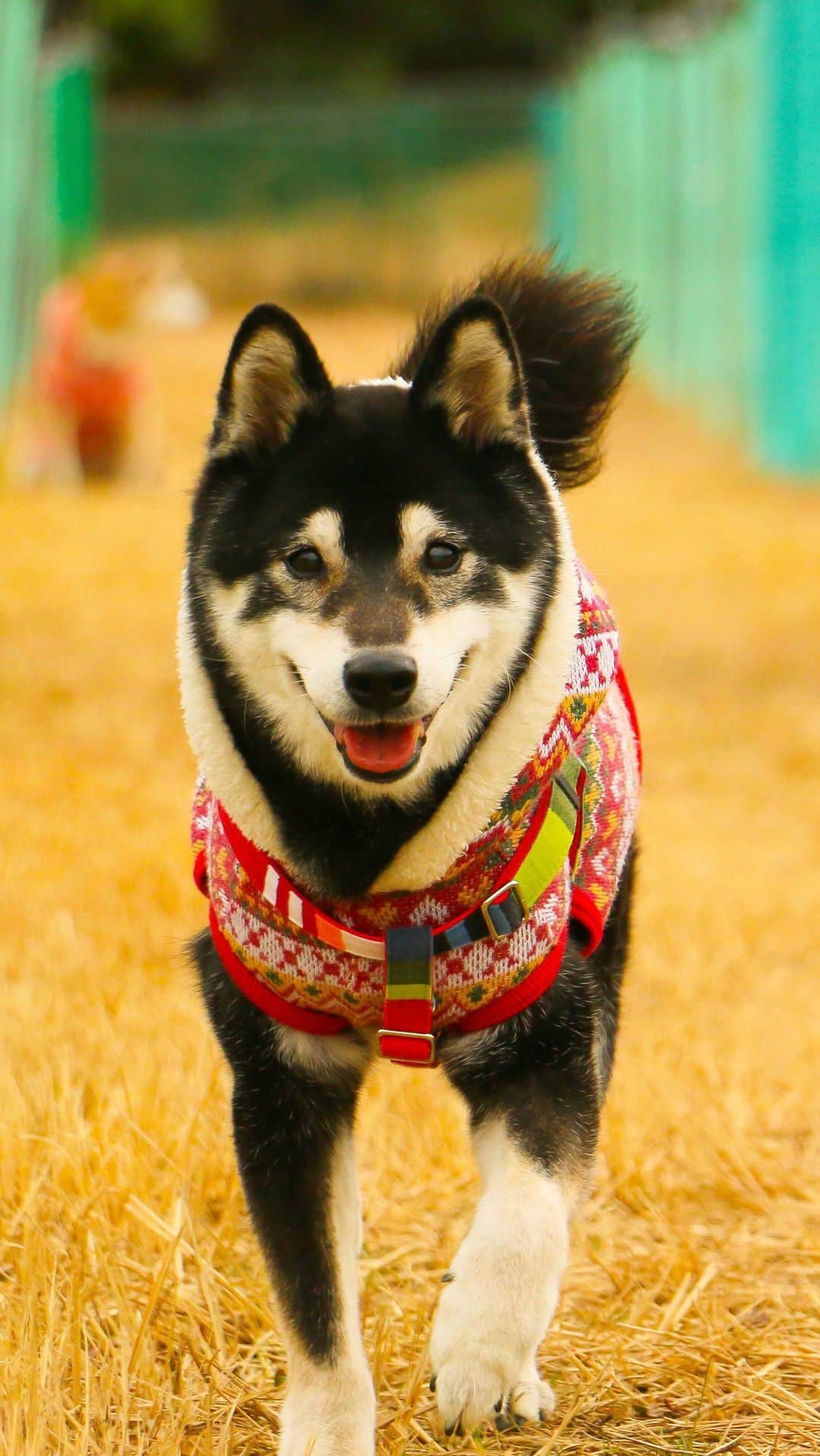 柴犬 けんしろう ゆりあのインスタグラム：「📣🐶  てやんでーばーろー！ わしゃ自分の脚しか信じとらん！ さっさとおろしやがれー！  けんちゃん間もなく14歳8ヶ月 ガクおじさん化が止まりません🤣  ジェントルマンと言われるくらい 吠えることなく無口を貫いてきたけんちゃん これからは14年分のおしゃべりをしてくれるそうです(笑)  #お小言けんちゃん #おとぼけんちゃん #ゆりあの顔 🤣」