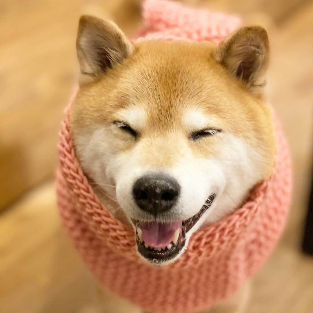 まる（まるたろう）のインスタグラム：「Have a nice weekend!✨🐶☺️✨今週も無事に乗り切った〜 #笑う門には福来るって言うもんね〜 #いっぱい笑ってよっと #ふふふ」