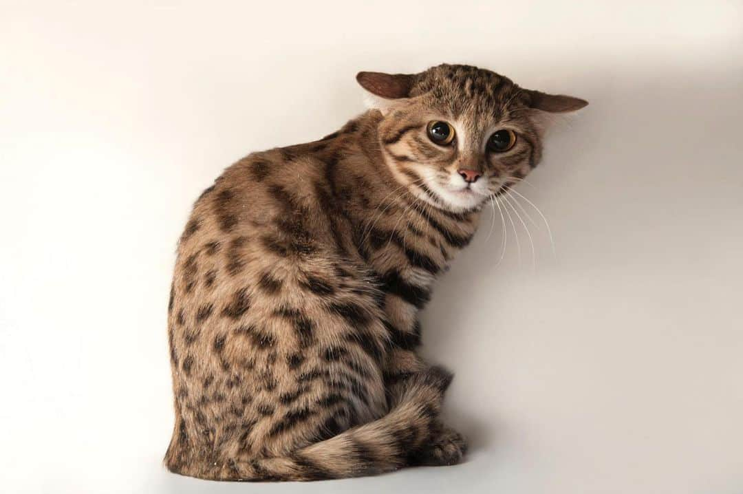 Joel Sartoreさんのインスタグラム写真 - (Joel SartoreInstagram)「Locals call the black-footed cat an “anthill tiger” because they often den inside abandoned termite mounds. A solitary species, these cats are very territorial, protecting their den and surrounding turf by scent marking the area with urine or clawing, warning other cats to stay away! Photo taken @theomahazoo. #cat #feline #blackfooted #territorial #shy #bigeyes #PhotoArk #savetogether」2月5日 20時27分 - joelsartore