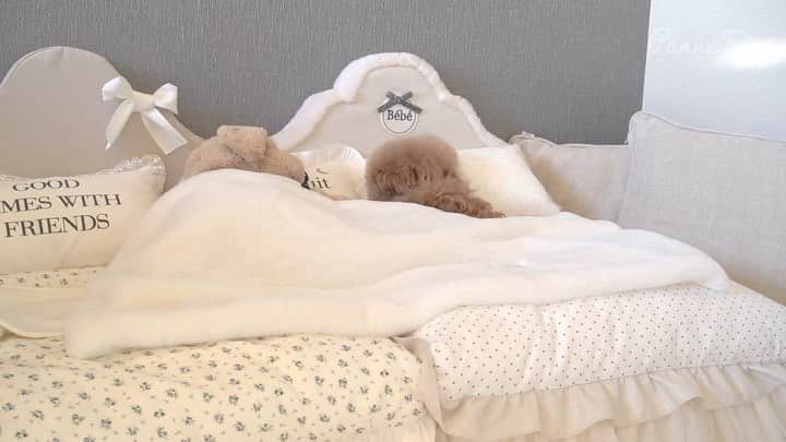 ショコラ❤︎あずき❤︎パンナのインスタグラム：「・ パンナの一人二役ミニドラマ第二話❣️ 良かったら本編YouTube見てください〜❣️ ・ いつもありがとうございます🙏🙇‍♀️ ・ #トイプードル #プードル #トイプー #いぬすたぐらむ #いぬバカ部 #犬 #toypoodlered #toypoodle #poodle #dog #dogs #instadog #cutedog #ilovemydog #dogstagram #あずしょこぱん #パンナ」