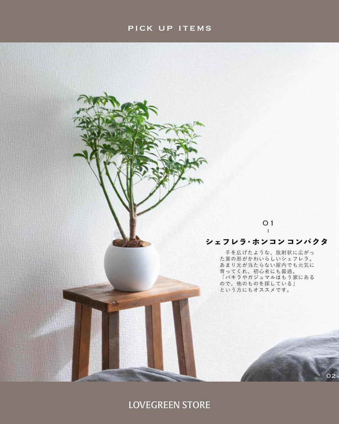 LOVEGREEN -植物と暮らしを豊かに。さんのインスタグラム写真 - (LOVEGREEN -植物と暮らしを豊かに。Instagram)「テレビやソファの隣にぴったり！ 「ちょっと大きめ」サイズ入荷しました  【アクアテラポット】  疲れた心を癒し、穏やかな気持ちにさせてくれる観葉植物。  １つあるだけで、おうちで過ごす時間をリラックスしたものにしてくれますよね♪  でもどんなものが部屋に合うのか迷ってしまう… そんな方も多いのではないでしょうか？  そこでおすすめなのが「ちょっと大きめ」サイズ。  小さすぎず大きすぎないので、お部屋に程よい存在感をプラスしてくれますし、インテリアにも合わせやすい。 育てやすいサイズなのもポイントです。  テレビ台やソファの隣に置くとリビングのアクセントになってくれます。 白い陶器なのでどんなお部屋にもマッチしますよ♪  寝室に置くのもおすすめです。 起きた時にカーテン越しの光を浴びる観葉植物が目に入る。 １日良い気持ちで過ごせそうな気がします🌱  底面吸水の機能があるので、お世話も簡単。育てやすい植物を厳選しているので、初めての方でも安心して育てられます。  ちょっと大きめサイズのアクアテラポットで植物との穏やかな暮らし、初めてみませんか？  プロフィールのリンクからも、お値段やサイズなど詳しい情報がご覧いただけます。 → @lovegreen_official」2月5日 21時07分 - lovegreen_official