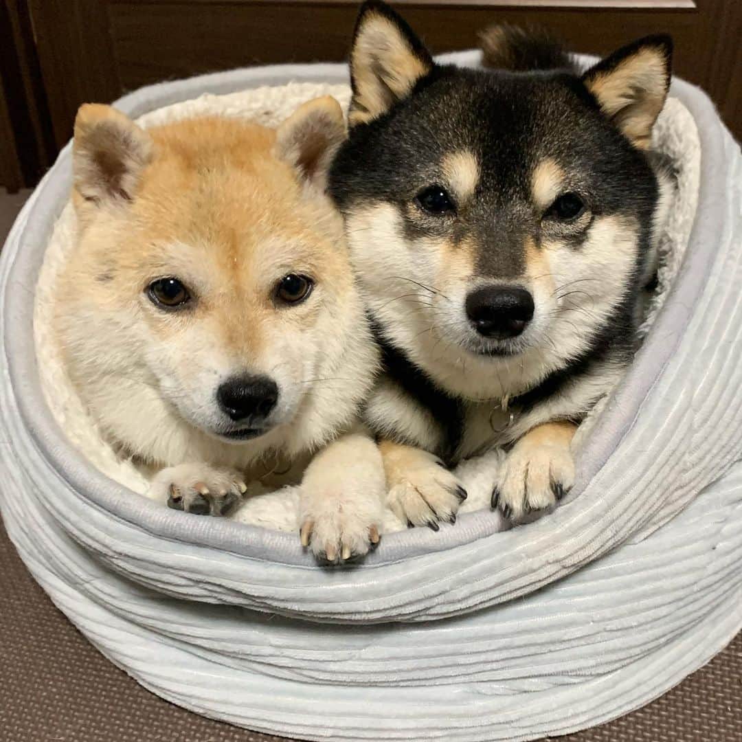 豆柴なつ&ふゆのインスタグラム