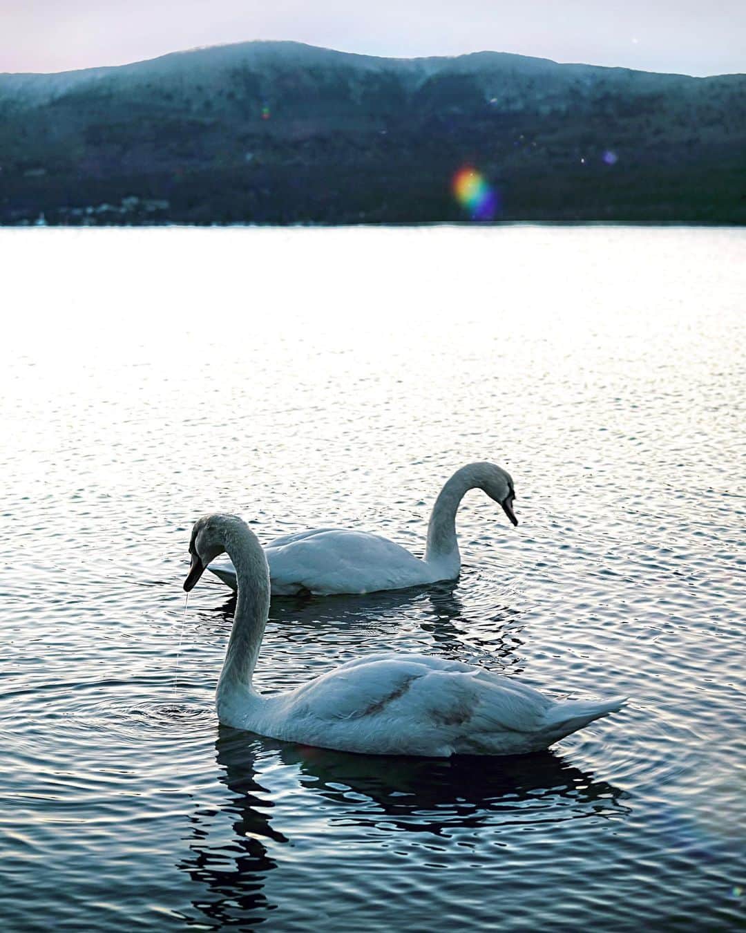Koichiのインスタグラム：「Synchronize🦢🦢  ずっと見てると動きがシンクロしていく。白鳥って神秘的。  As I watched them, their movements were synchronized. The ecology of swans is mysterious.  #BeautifulJapan #Hellofrom #Japan #lakeyamanaka #Yamanashi  .」