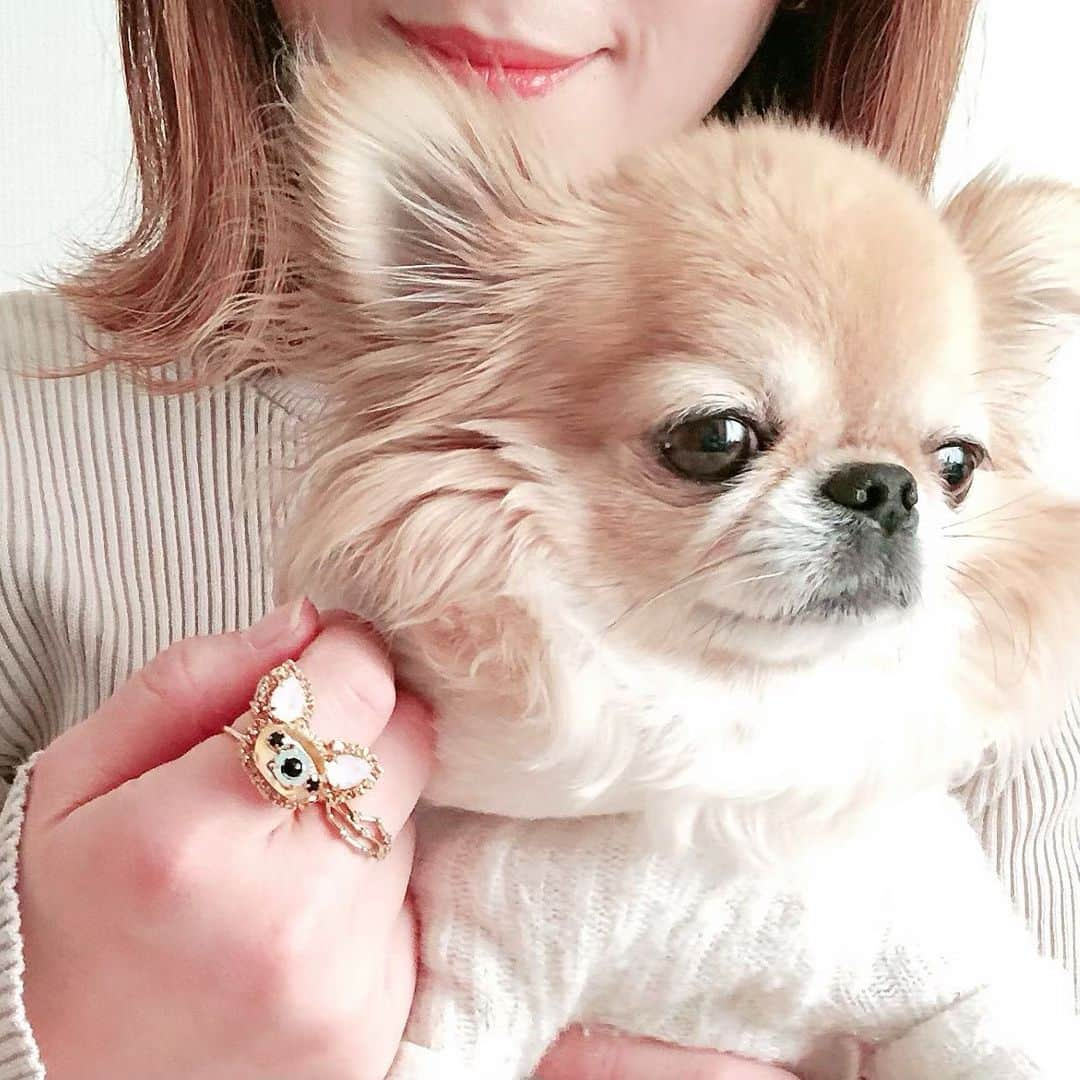 kaori sugiyamaのインスタグラム：「* * chihuahua💍🐶💗 * ぷっくりキラキラ✨ * 可愛い♡♡ * #チワワ #chihuahua #chihuahualove #ロングコートチワワ #ロンチー #チワワ部 #愛犬 #犬のいる暮らし #チワワのいる暮らし #スワロフスキー #スワロフスキーリング #チワワグッズ」