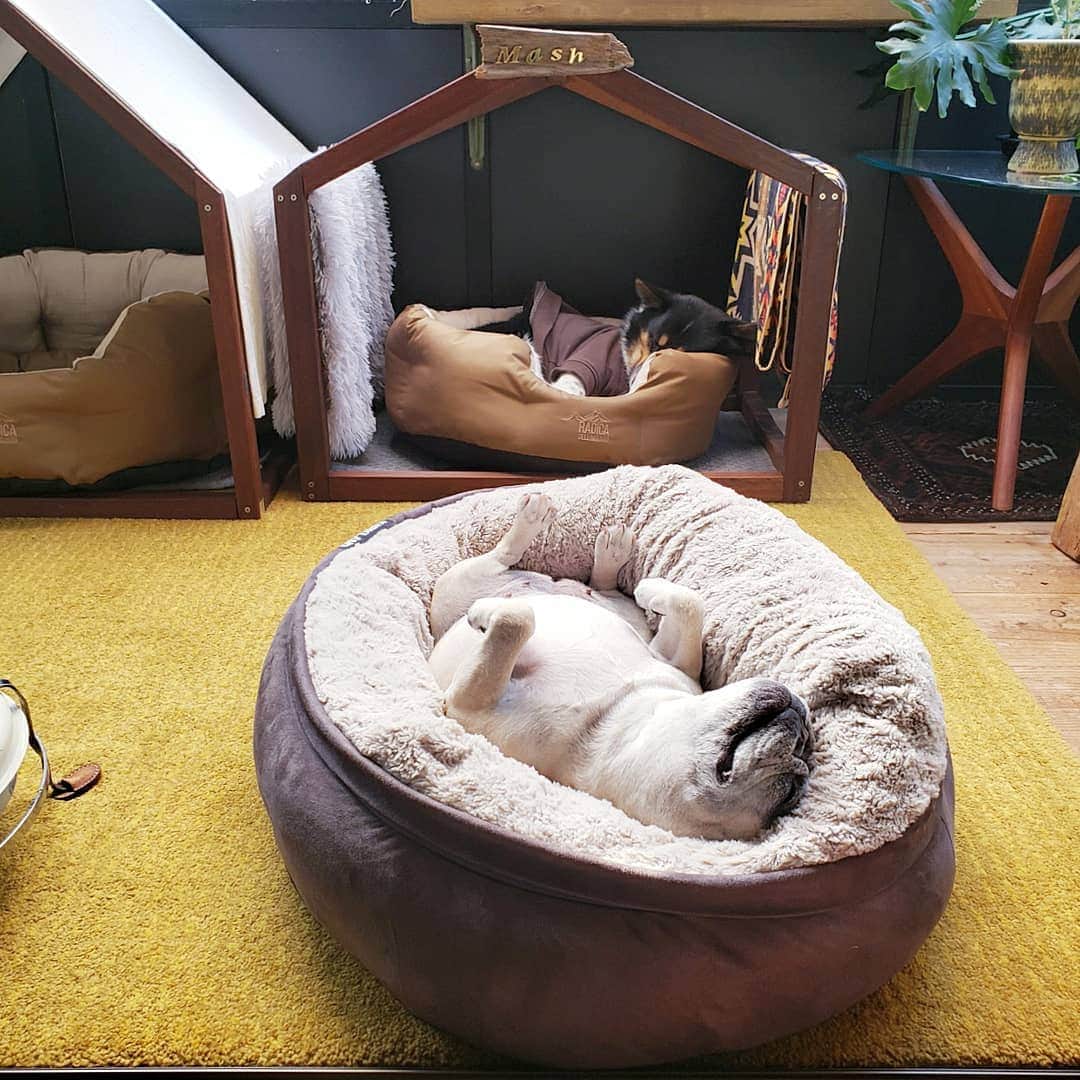tamiさんのインスタグラム写真 - (tamiInstagram)「* #マッシュとレノン *  大きなベッドを買ってもらったのに、結局ピッタリフィットするマッシュのベッドで寝る子🐺  ふたりとも気持ちよさそうなのでいいか♡  * #犬との暮らし#いぬのきもち #フレンチブルドッグ#雑種犬 #多頭飼い#元保護犬#里親 #犬バカ部#犬のいる暮らし #frenchbulldog#サンルーム」2月5日 21時35分 - tami_73