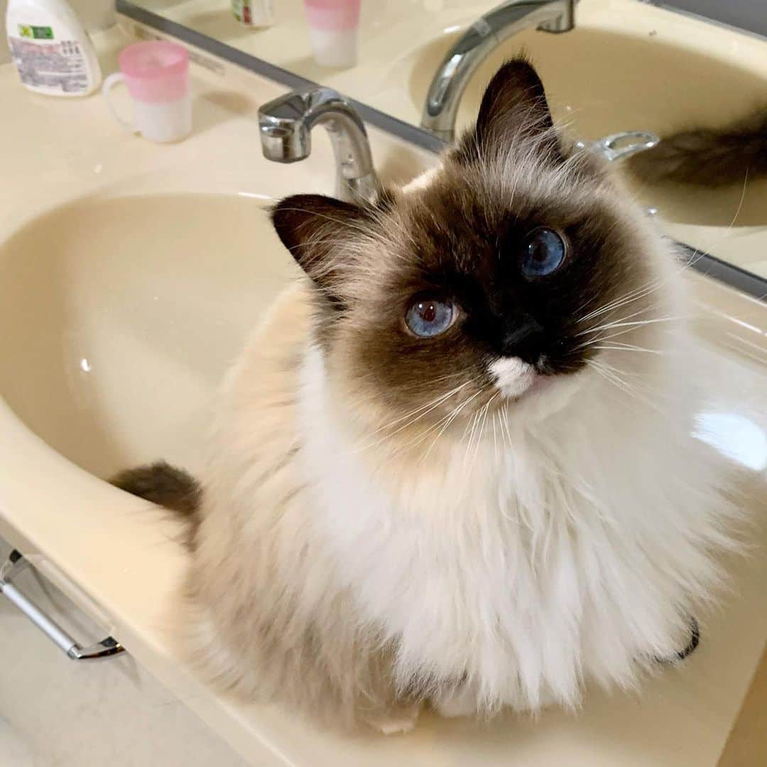 takegaeruのインスタグラム：「ただいまぁ！ ホシカマのおじさんです😽 今回は正月明けから1ヶ月の移動規制でした 仕方がないけど少しずつ終息しますように🙏  #cat #猫 #ragdoll #ラグドール #ホワイトポッチーズ #よもねこ #よもぎねこ #キジトラ #きじとら」