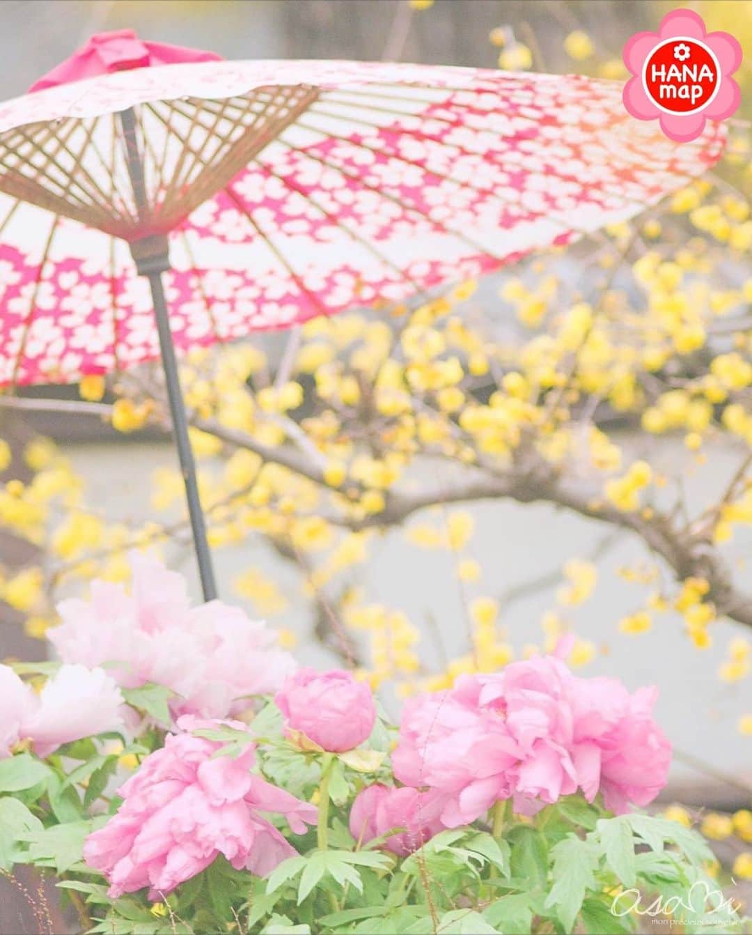はなまっぷ❁日本の花風景さんのインスタグラム写真 - (はなまっぷ❁日本の花風景Instagram)「🌸はなまっぷ🌸 * @asami_tia_512 さんの 花のある風景に花まるを💮 * 上品に咲き揃う早春の彩りをありがとうございます😊🌸 * 東京　#上野東照宮　#ぼたん園 Ueno Toshogu Shrine Tokyo. * 🌼牡丹の花言葉📝🌼 風格、富貴 * 🌹緊急事態宣言が解除されるまで、季節を問わず過去のお写真も含めてご紹介させていただきます🌺 * 🌸•••🌸•••🌸•••🌸•••🌸•••🌸 * いつも素敵なお花をありがとうございます😊 #はなまっぷ #日本の美しい花風景#花のある風景#花#花言葉#風景#牡丹#ロウバイ#蝋梅 * 🌸••••••お知らせ••••••🌸 * はなまっぷ本第3弾 世界中に贈りたい　花の絶景100 2月20日発売です！ Amazonからご予約いただけます📖 （@hanamap プロフィール欄にURL有） 日本の美しい花風景がたっぷり🌸 素晴らしい1冊に仕上がりましたのでぜひよろしくお願いいたします🙇‍♀️🌸」2月5日 21時42分 - hanamap