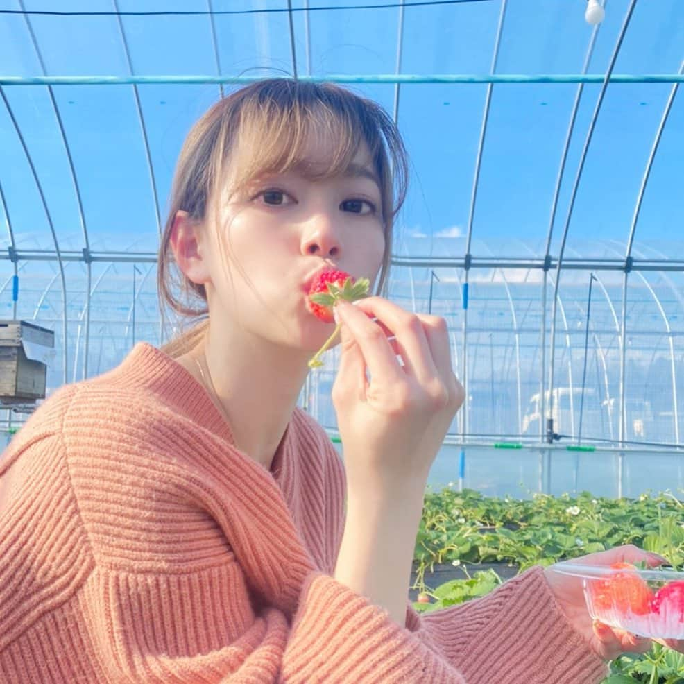 藤澤友千菜のインスタグラム：「・ 🍓 いちご大好きっっ 沢山食べたけど まだまだ食べたい(˶‾᷄ ⁻̫ ‾᷅˵) 今日は金曜だけど このご時世、 華金🍻って感じでもないよねっっ 今週も1週間お疲れ様でしたꪔ̤̱ꪔ̤̱ꪔ̤̱ ☆.｡.:*・☆.｡.:*・☆.｡.:*・ #instagood #followｍe #ichigo #fruit #model #happyday #藤澤友千菜 #フォロミー #いちご狩り #イチゴ」