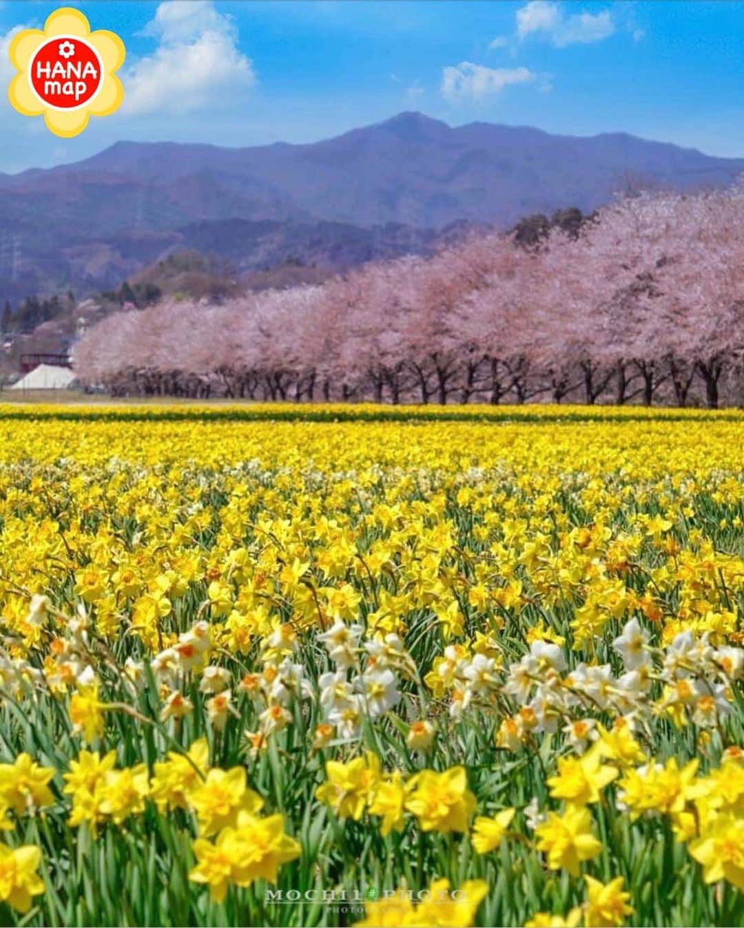 はなまっぷ❁日本の花風景のインスタグラム