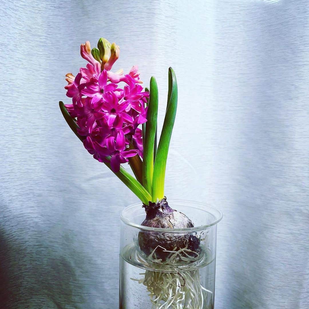 村田沙耶香のインスタグラム：「お花屋さんで買ったヒヤシンスが﻿ もう少しで全部咲きそうだったり、﻿ 小さなチューリップの球根が可愛かったりしています。」