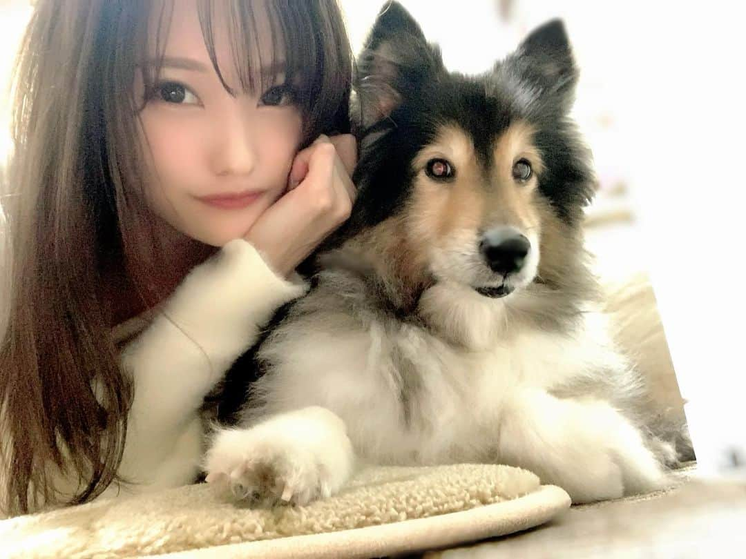 みはとさんのインスタグラム写真 - (みはとInstagram)「たまにはしぇるぽんも🐶  お正月は実家でゆっくりできたからたくさん一緒にいられて嬉しかったな☺️  #わんこ  #シェルティ  #シェットランドシープドッグ  #今更だけど #名前はシェル #初めて会った時 #しぇっちゃん💕って呼んじゃって #それ以外浮かんで来なかった #安易なネーミング  #笑  #おりこうさん  #カメラ #向けると固まる  #しぇるぽん #いぬのいる暮らし  #いぬすたぐらむ  #わんすたぐらむ  #犬　#イッヌ  #dog  #dogstagram  #🐶 #❤️❤️❤️」2月5日 22時29分 - m2.13.0