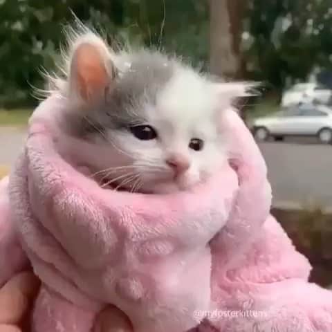 Cute Pets Dogs Catsのインスタグラム