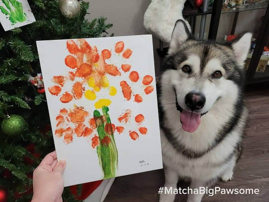 8crapさんのインスタグラム写真 - (8crapInstagram)「Beautipaw masterpiece 🐾🖌 - Want to get featured like him? Join “The Barked Club” on FACEBOOK and post something now! 👉 barked.com - 📷 @Matcha_Bigpawsome - #TheBarkedClub #barked #dog #doggo #AlaskanMalamute #Malamute」2月5日 23時00分 - barked