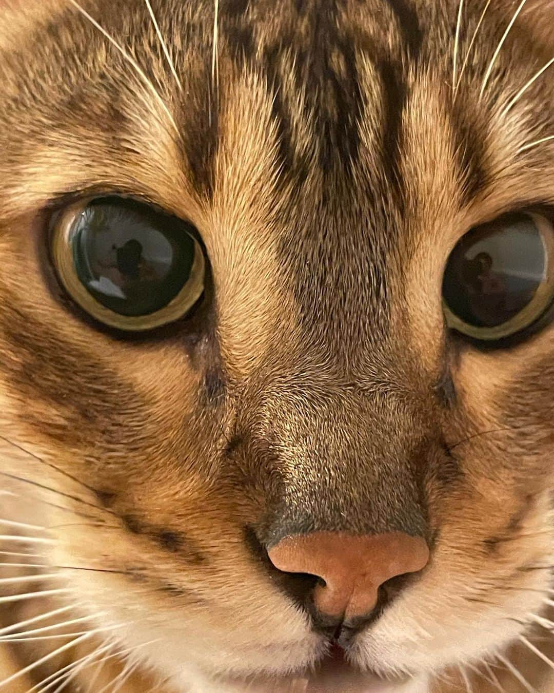 のインスタグラム：「おるう。あなたはなんでそんかかわいいのか #ベンガル猫　#bengalcat #bengal #おす」