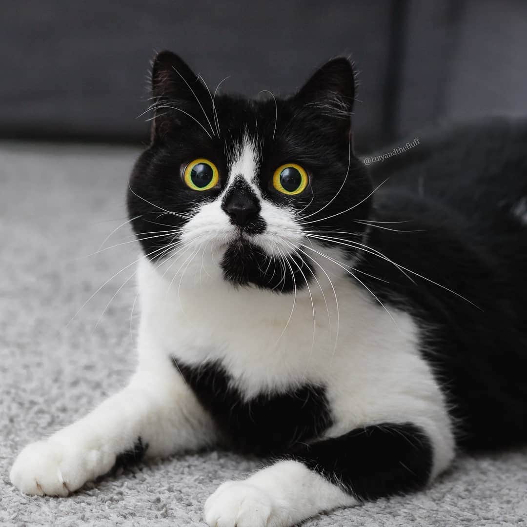 Zoe & Izzyのインスタグラム：「'Am I still your baby, too?'🥺 Izzy and Zoë had to get used to their new human sister, baby Annabelle.👶 The baby human is tiny, but somehow she makes a lot of strange noises!🙀  After first spending a lot of time in the attic when we took Annabelle home, the kitties have now fully adjusted to life with a baby sister.🏠  Izzy has discovered that Annabelle is a human who can give her attention. And attention Annabelle likes to give! Whenever Annabelle sees the cats, she starts laughing and squeezing and she wants to pet them.😁 Her petting of Izzy is still a bit (a lot) rough, and sometimes she  accidentally pulls Izzy's ear. But Izzy is the sweetest kitty and tolerates everything from Annabelle, as if she knows baby Belle can't help it. It's the sweetest sight to behold.🥰  Zoë is less forgiving about any pulling, intentional or not, but she just gets up and walks away. Neither have even come close to hurting their new sister. But Zoë is very intrigued about Annabelle's toys, especially the crinkly ones!🧸🪅 Whenever Annabelle is playing, Zoë is nearby watching her every move. I can't wait for them to play to together.😺  How did your furbabies respond to your new additions to the family?」