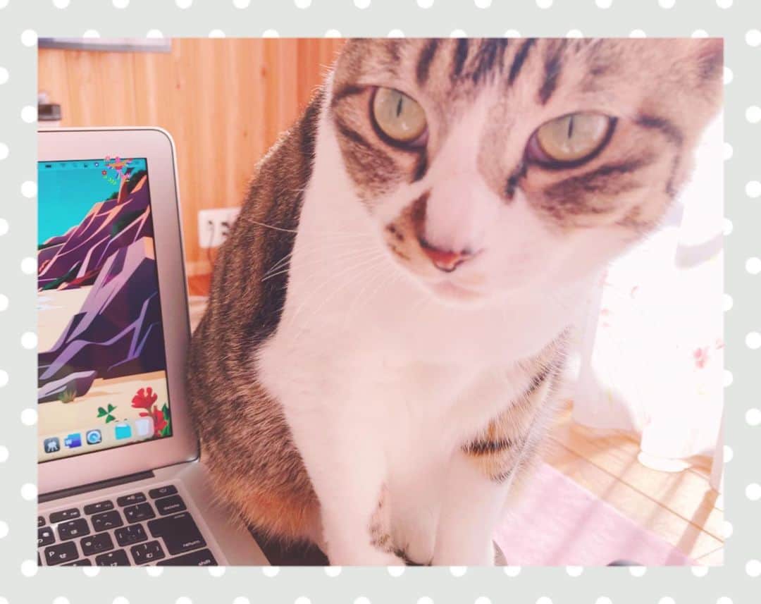 ゆきのさつきのインスタグラム：「近ごろ、甘え度合いが増して来てる気がする😽」