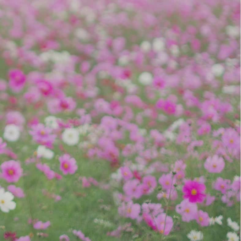 むぎさんのインスタグラム写真 - (むぎInstagram)「#pink」2月5日 23時30分 - mugiusagi