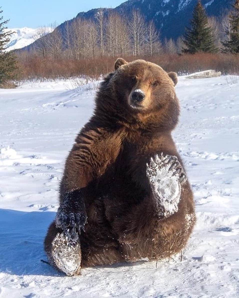 animalsさんのインスタグラム写真 - (animalsInstagram)「Happy brown bear 🐻❄️ Photo by: @akwildlife」2月5日 23時42分 - babyanmlpics