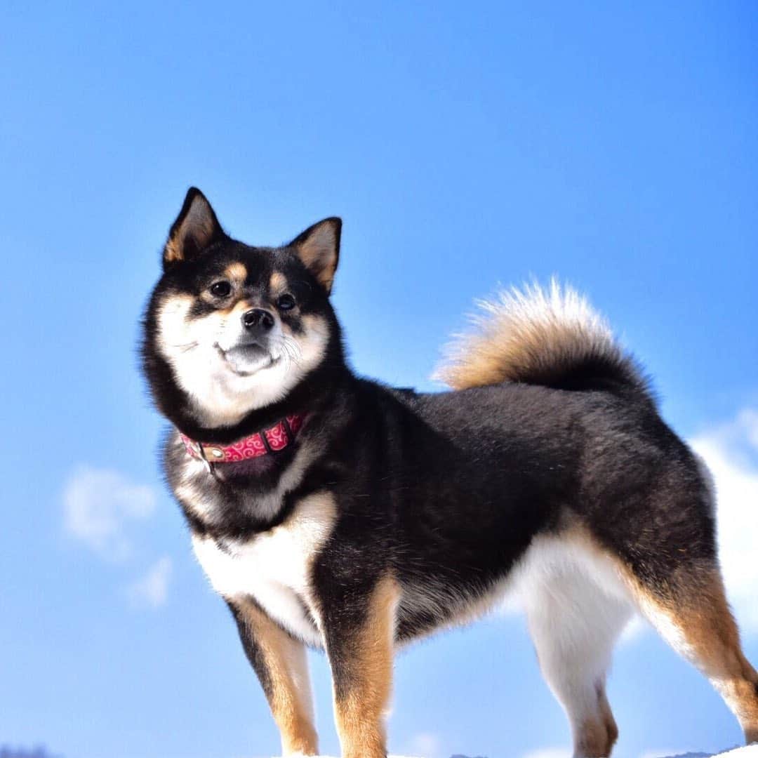 吾子さんのインスタグラム写真 - (吾子Instagram)「・ ・ 青い空☀️ ・ 黒いあこ🐶💕 ・ ・ ・ ・ ・ #ちょい若い #プリケツ #Sapporo ・ 北海道の柴犬 #柴北会 の皆ワン🐶💕早くみんなで安心してお散歩ができますように🐶👍🏻💕 ・ #adorable #instadog#shibainu#dog#instagramjapan#instashiba#kuroshiba #kuroshiba#socute #cutedog#いぬのきもち #黒柴 #dogstagram_japan」2月5日 23時39分 - acoshiba