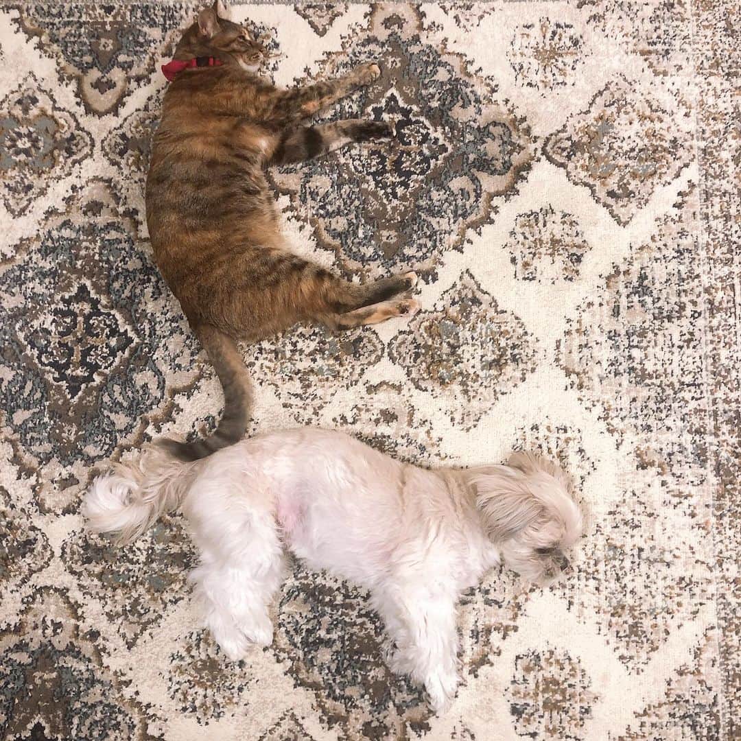 福田多希子のインスタグラム：「ポカポカ絨毯が気持ちよいそれぞれの寝方🐈🐶 . こうなってこうなってこう （　スライド ☝️🏻） . また動画あげますね  #シーズー #大好き部  #シーズーlove  #シーズー大好き #シーズー犬  #シーズー部  #シーズー男の子 #キジトラ猫  #キジトラ#cat #猫可愛い #犬と猫のいる暮らし  #ヌコ」