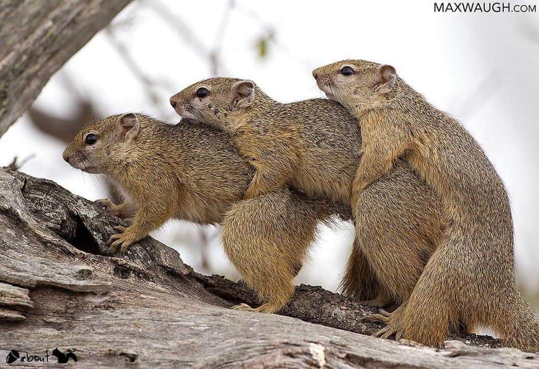 エイミー・セダリスさんのインスタグラム写真 - (エイミー・セダリスInstagram)「#teamworkdoesntseemwork @nuts_about_squirrels ・・・ 🐿 P R E S E N T I N G:  🌰 @maxwaughphoto  Squirrel: Smith's Bush Squirrel (Paraxerus cepapi) Location: South Africa 🇿🇦  Congratulations!! You are certainly #nuts_about_squirrels  👉🏻 Posted by Femke @ajoebowan  Nuts About Hub Owner @cowpi32  Personal tag only #maxwaughphoto_nas #smithsbushsquirrel_nas  cc NAS Team @mfw_wildlife @mr_eichhorn_the_squirrel @vlj_photography @sharwright14 @nathanieljohnbarry  #nuts_about_nature #nuts_about_wildlife #naturephotography #superb_photos #bestnatureshot #natureonly #cool_capture #weekly_feature #gottalove_a #all_perfect_shots  #wildlifeplanet #wildlife_inspired #ig_world_colors #naturegeography #instanaturefriends_ #earthfocus #nc_cuties #all_animals_addiction #splendid_animals #marvelouz_animals」2月5日 23時51分 - amysedaris
