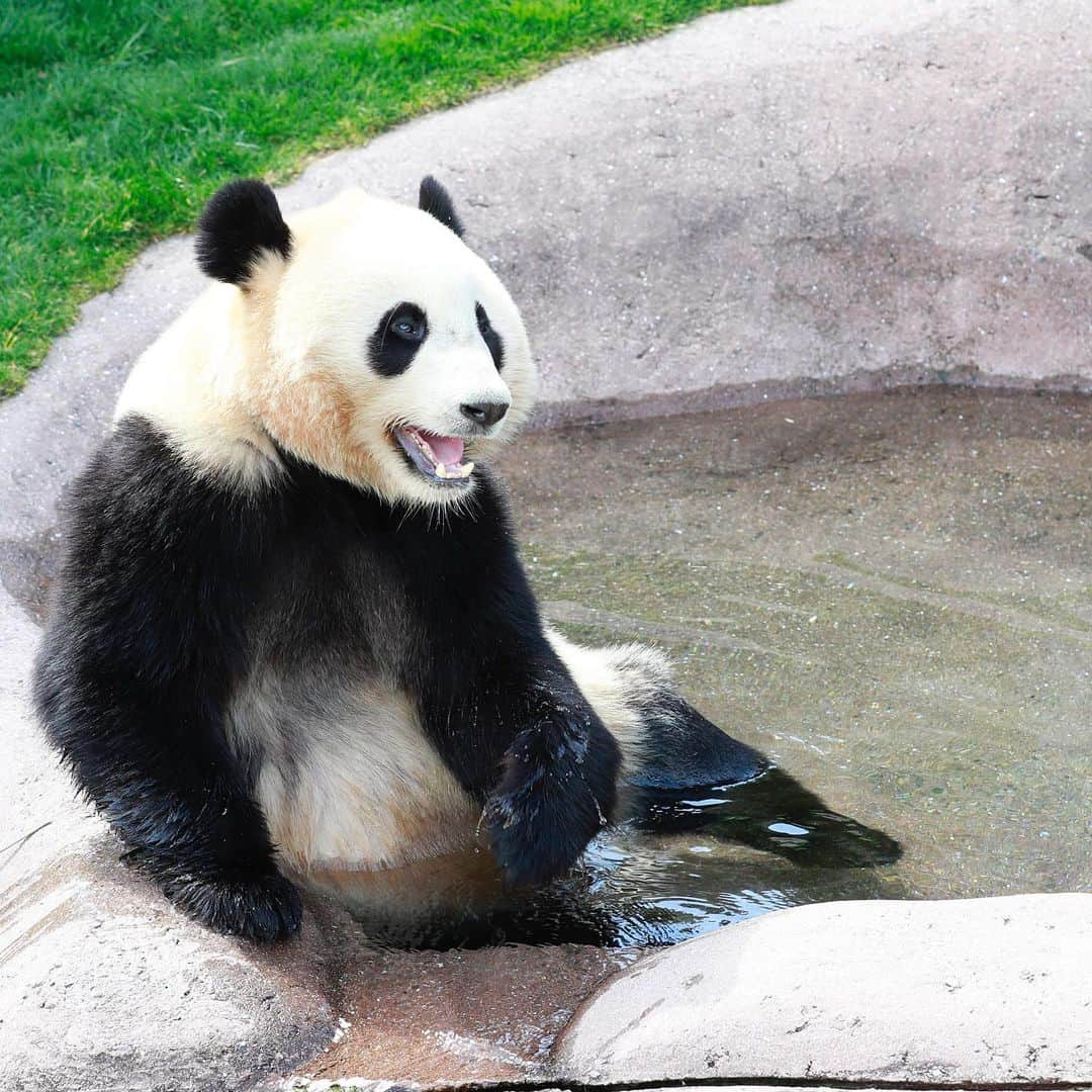 パンダ（白浜）さんのインスタグラム写真 - (パンダ（白浜）Instagram)「#結浜 in bathtub ♨️ nice time 🐼😊🐼 #photography #adventureworld #アドベンチャーワールド #ADVENTUREWORLDPANDAS #baby #HELLOLITTLE #pandamental #hellopanda #ハローリトル #ハローパンダ #パンダグラビア #パンダ　and #panda #pandababy 🐼🐼🐼」2月5日 23時46分 - hellopanda_book