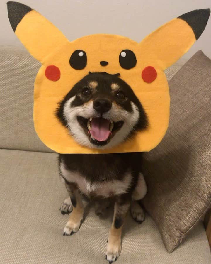 まめ丸のインスタグラム：「* * 今日は『ピカチュウの日』なんだって🐶❣️ 顔デカのピカチュウだよ🐶💓 * I'm a PIKACHU , please catch me🐶💓 🌟#mamemaruscosplay No.18🌟PIKACHU * * #ピカチュウのポケモン図鑑ナンバーが025だからだよ #はめ丸 シリーズ　ピカチュウ #まめスマイル ☺︎ * #柴犬#豆柴#柴#黒柴#犬#まめ丸ポケモン#shiba#shibainu#shibastagram#shibadog#ig_japan#ig_dogphoto#puppy#instadog#dogstagram#dog#petstagram#pet#강아지#dailyfluff#weeklyfluff#pokemon#pikachu#ポケモン#ピカチュウ」