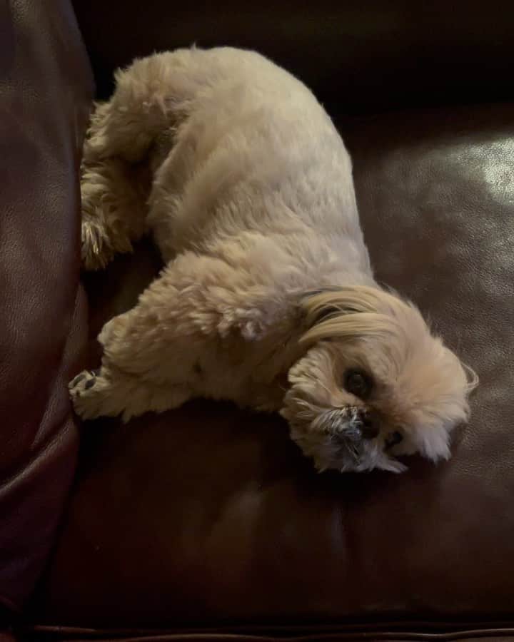 Dougie the Shih Tzuのインスタグラム：「When grandpa falls asleep on the couch. #fridaymomentofzen」