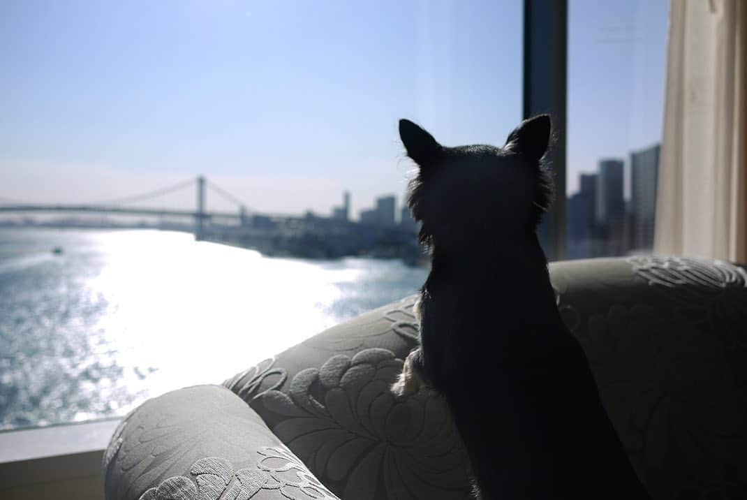 InterContinental Tokyo Bayさんのインスタグラム写真 - (InterContinental Tokyo BayInstagram)「. 2021年2月8日より、愛犬とごゆっくりお過ごしいただけるドッグフレンドリールームをホテル内8階にオープンいたします🐶 . フロアはわんちゃん専用となり、ペットコンシェルジュが常駐する専用のラウンジを有し、チェックイン・アウトの手続きや、愛犬とご一緒に寛げるコミュニケーションの場所としてご利用いただけます🐕🐩🦮 . 客室はレインボーブリッジまたは隅田川の景色を目の前に臨み、35～52m²のお部屋をご用意。 愛犬用のケージや各種アメニティを揃え、さらに朝食をルームサービスで提供いたしますので、安心してごゆっくりお過ごしいただけます。  また、ウォーターフロントの立地ならではの東京湾の海と空を満喫するお散歩コースや、スタッフがリサーチした近隣のカフェや商業施設に立ち寄るコースなどもリコメンド☕️🐕‍🦺 大切な愛犬との心安らぐひとときをサポートいたします💕 . #intercontinentaltokyobay  #intercontinental  #ホテルインターコンチネンタル東京ベイ  #インターコンチネンタル東京ベイ  #ドッグフレンドリールーム  #ドッグフレンドリーラウンジ #愛犬 #愛犬との暮らし  #愛犬との時間 #愛犬のいる生活  #愛犬とお出かけ #愛犬家  #わんこのいる生活 #わんこ  #わんこなしでは生きていけません会  #わんこのいる暮らし  #わんちゃん #わんちゃんと泊まれる宿  #愛犬と泊まれる宿  #愛犬と泊まれるホテル  #愛犬と旅行」2月6日 0時28分 - intercontitokyobay